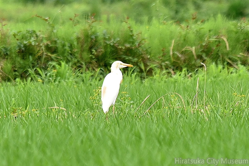 アマサギ2021.07.06平塚（撮影　岡根武彦）.jpg