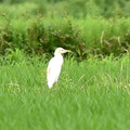 アマサギ2021.07.06平塚（撮影　岡根武彦）