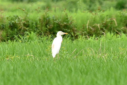 アマサギ2021.07.06平塚（撮影　岡根武彦）