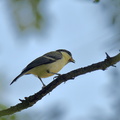 シジュウカラ幼鳥2021.07.10平塚（撮影　岡根武彦）