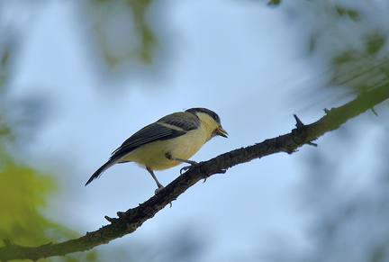 シジュウカラ幼鳥2021.07.10平塚（撮影　岡根武彦）