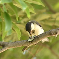 シジュウカラ幼鳥2021.07.10平塚２（撮影　岡根武彦）