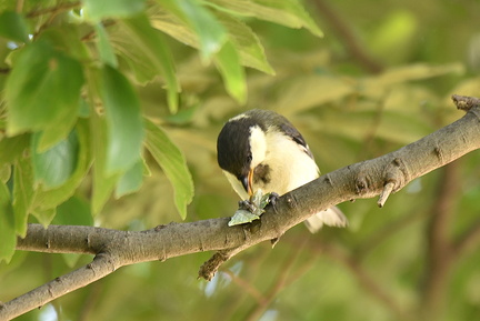 シジュウカラ幼鳥2021.07.10平塚２（撮影　岡根武彦）