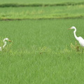 ダイサギ2021.07.06平塚２（撮影　岡根武彦）