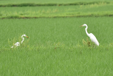 ダイサギ2021.07.06平塚２（撮影　岡根武彦）