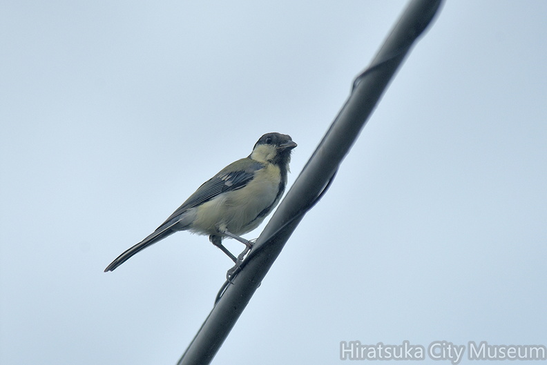 シジュウカラ♀2021.08.21平塚（撮影　岡根武彦）.jpg