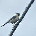 シジュウカラ♀2021.08.21平塚（撮影　岡根武彦）