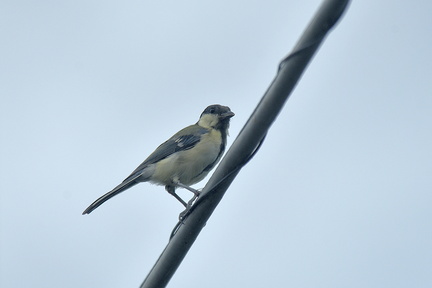 シジュウカラ♀2021.08.21平塚（撮影　岡根武彦）