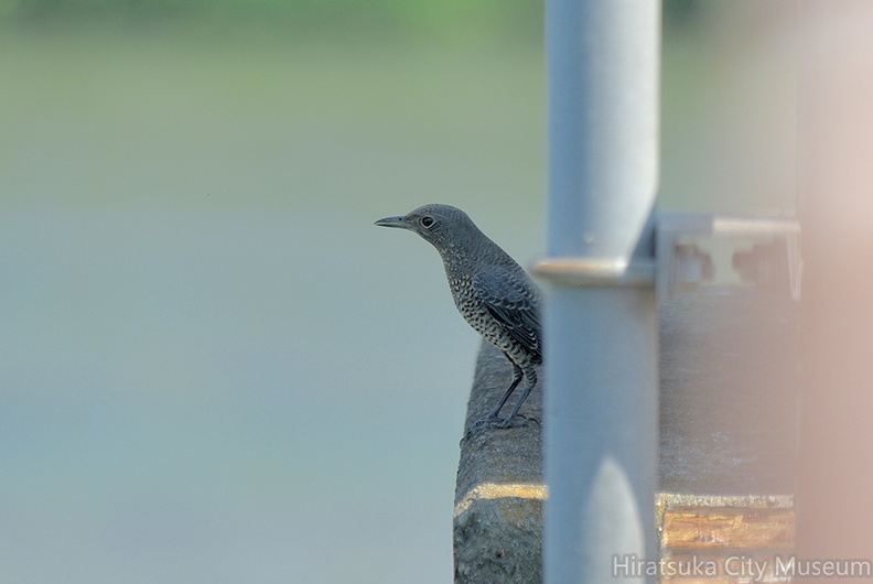 イソヒヨドリ♀2021.08.28平塚（撮影　岡根武彦）.jpg