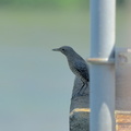 イソヒヨドリ♀2021.08.28平塚（撮影　岡根武彦）