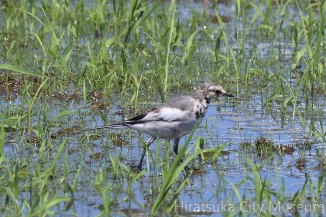 ハクセキレイ幼鳥2021.08.20平塚（撮影　鈴木真由美）