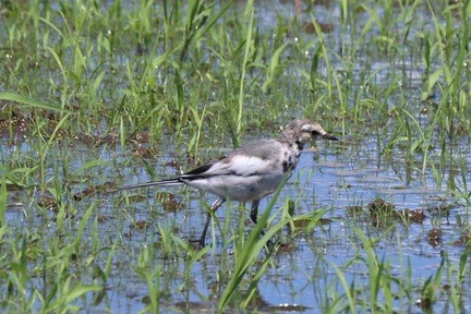 ハクセキレイ幼鳥2021.08.20平塚（撮影　鈴木真由美）