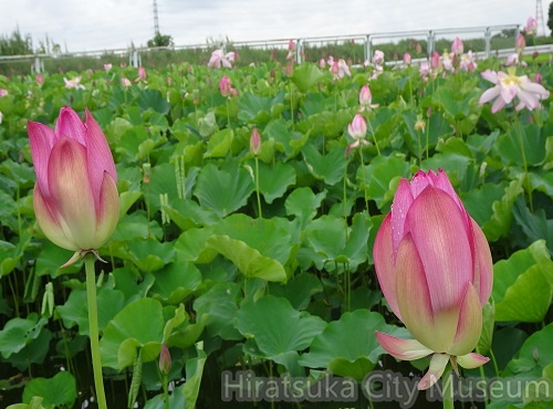 ハス池2021.07.30平塚（撮影　松本富美江）