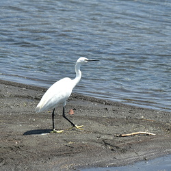 平塚の野鳥（撮影　岡根武彦）