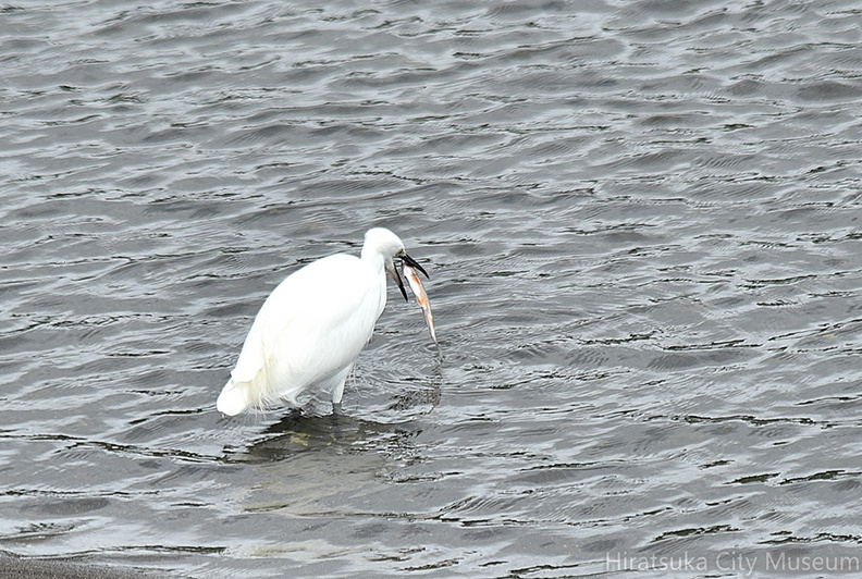 コサギ2021.09.05平塚（撮影　岡根武彦）.jpg