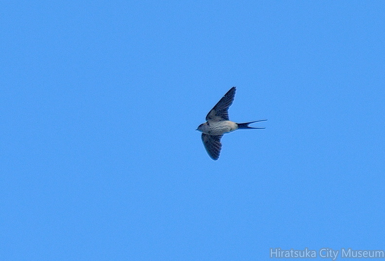 コシアカツバメ2021.09.07平塚（撮影　岡根武彦）.jpg