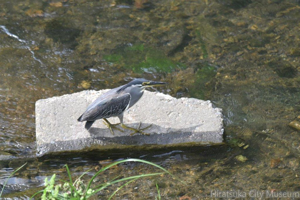 ササゴイ2021.08.24 1平塚（撮影　岡根武彦）