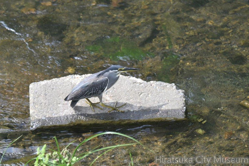 ササゴイ2021.08.24_1平塚（撮影　岡根武彦）.jpg