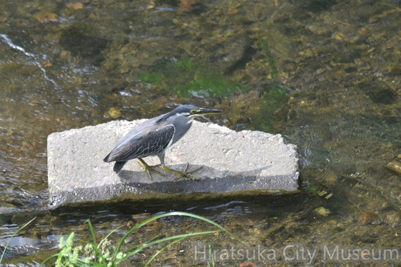 ササゴイ2021.08.24 1平塚（撮影　岡根武彦）