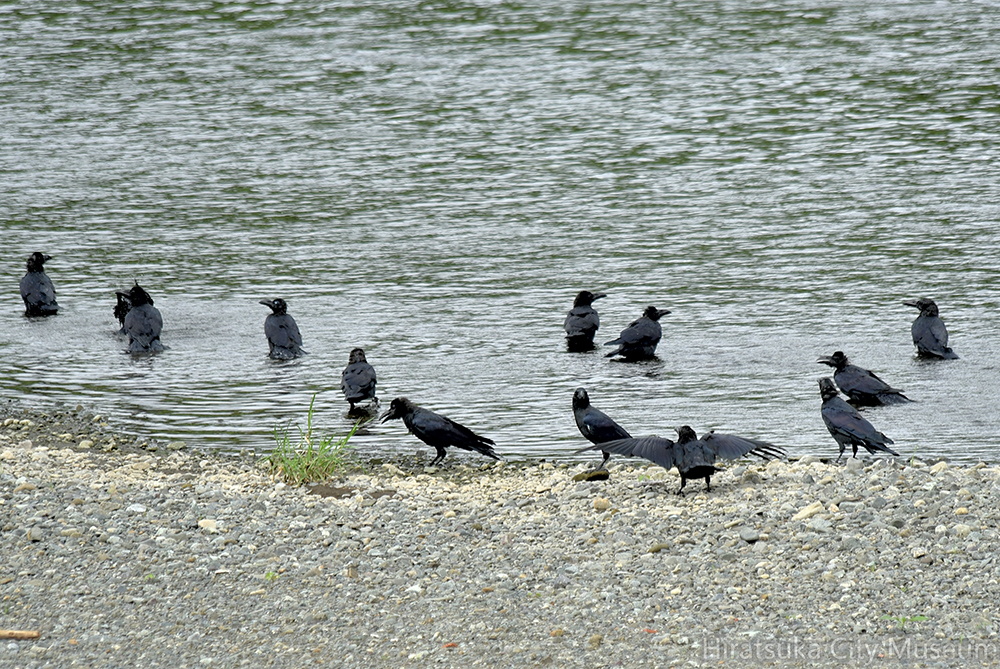 ハシブトガラス水浴び2021.09.05平塚（撮影　岡根武彦）