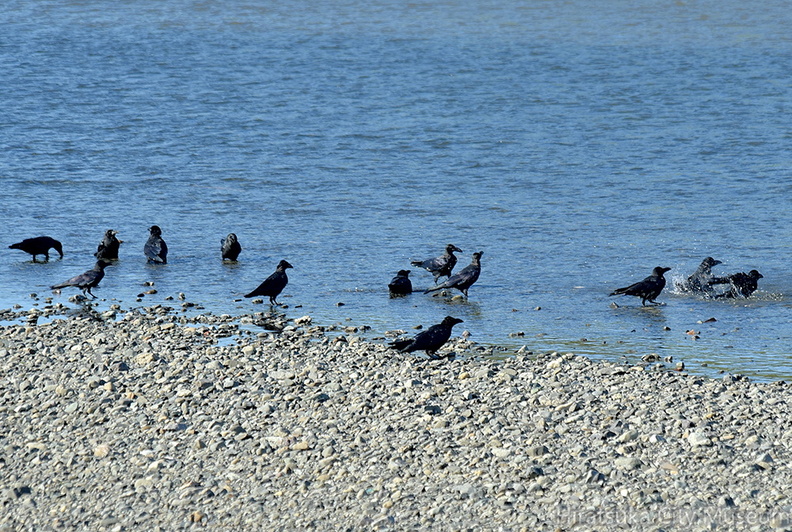 ハシブトガラス水浴び2021.09.19平塚（撮影　岡根武彦）.jpg
