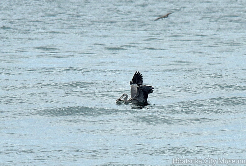 海で採餌するアオサギ2021.09.13平塚（撮影　岡根武彦）.jpg