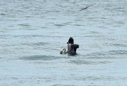 海で採餌するアオサギ2021.09.13平塚（撮影　岡根武彦）