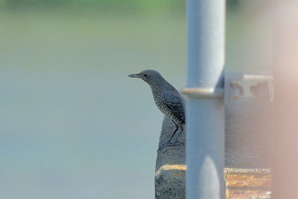 イソヒヨドリ♀2021.08.28平塚（撮影　岡根武彦）