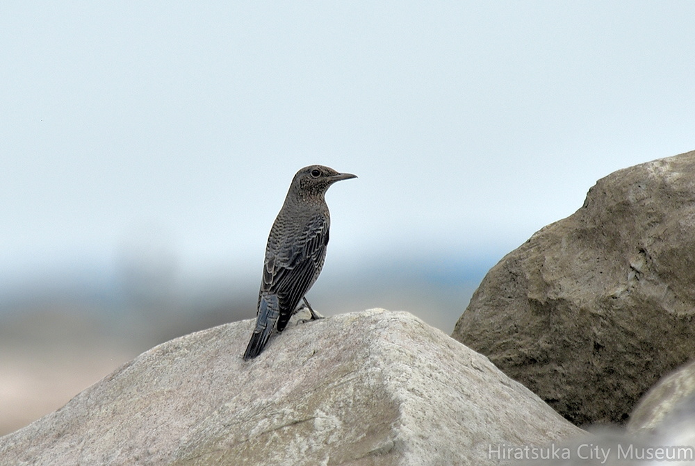 イソヒヨドリ♀2021.09.13平塚（撮影　岡根武彦）
