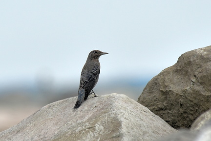 イソヒヨドリ♀2021.09.13平塚（撮影　岡根武彦）