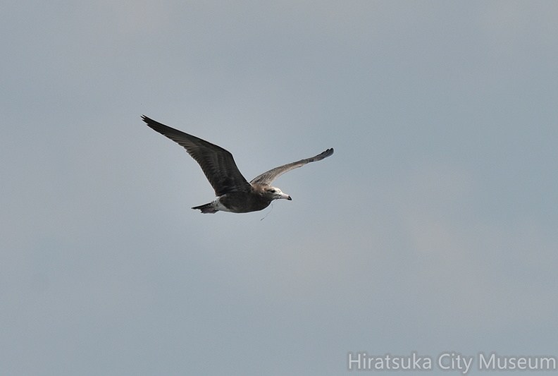 ウミネコ釣り糸2021.09.21平塚（撮影　岡根武彦）.jpg