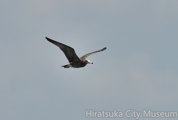 ウミネコ釣り糸2021.09.21平塚（撮影　岡根武彦）