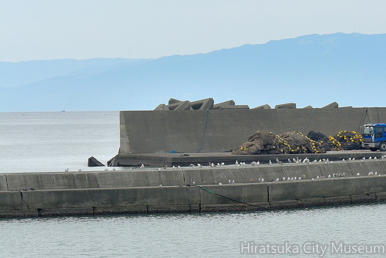 ウミネコ2021.09.13平塚（撮影　岡根武彦）.jpg