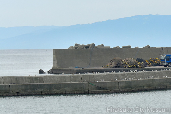 ウミネコ2021.09.13平塚（撮影　岡根武彦）