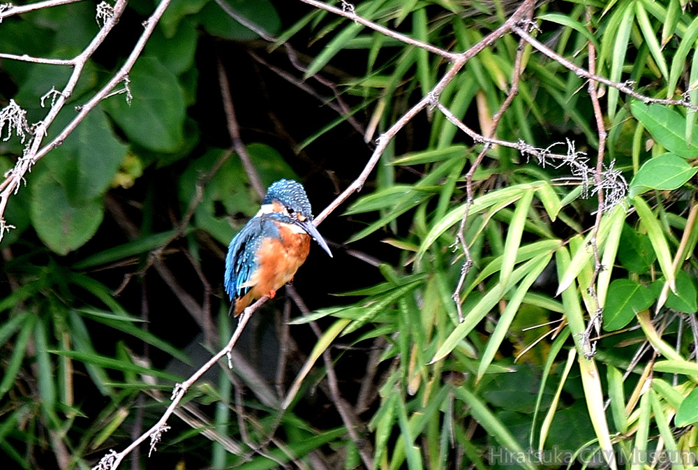 カワセミ♂2021.09.05平塚（撮影　岡根武彦）