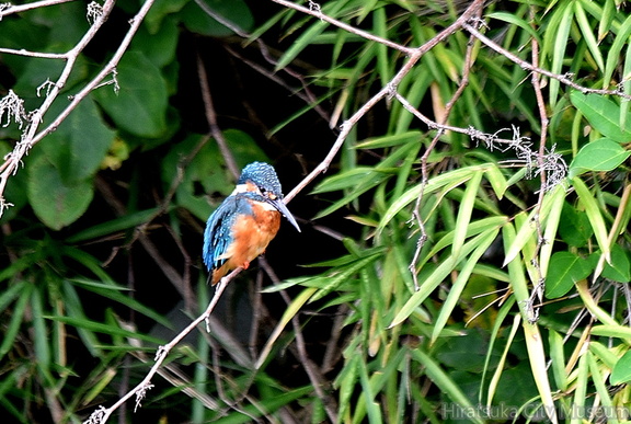 カワセミ♂2021.09.05平塚（撮影　岡根武彦）