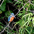 カワセミ♂2021.09.05平塚（撮影　岡根武彦）