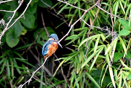 カワセミ♂2021.09.05平塚（撮影　岡根武彦）
