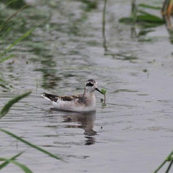 平塚と周辺の鳥（撮影　鈴木真由美）