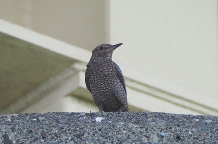 イソヒヨドリ♀2021.09.15平塚（撮影　鈴木真由美）