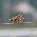カワラヒワ幼鳥2021.09.14平塚（撮影　鈴木真由美）