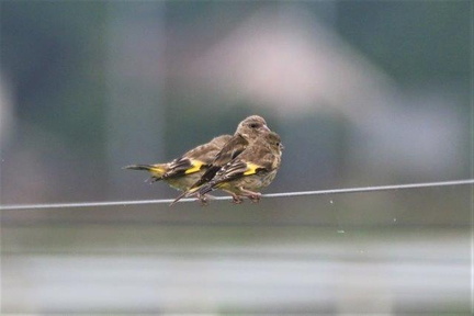 カワラヒワ幼鳥2021.09.14平塚（撮影　鈴木真由美）