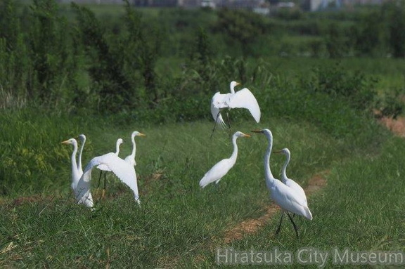 コサギ、チュウサギ、ダイサギ2021.08.27平塚（撮影　鈴木真由美）