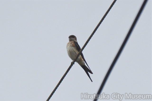 コシアカツバメ2021.09.14平塚（撮影　鈴木真由美）.jpg