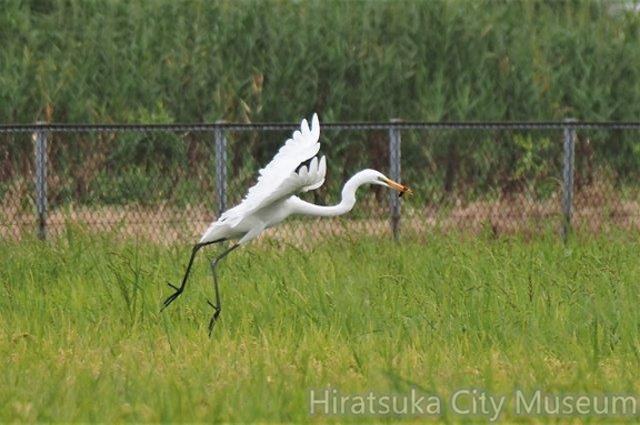 ザリガニを捕ったダイサギ2021.08.31平塚（撮影　鈴木真由美）