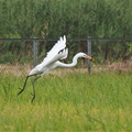 ザリガニを捕ったダイサギ2021.08.31平塚（撮影　鈴木真由美）
