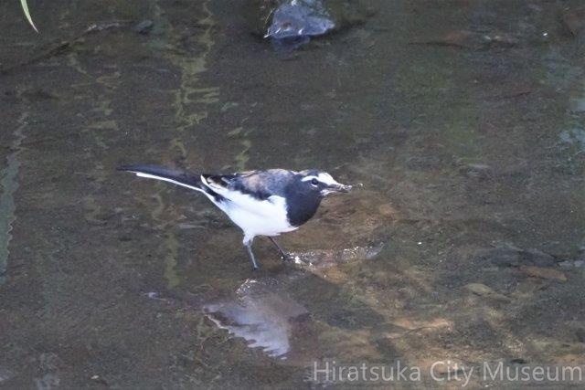 セグロセキレイ♀2021.09.20平塚（撮影　鈴木真由美）.jpg