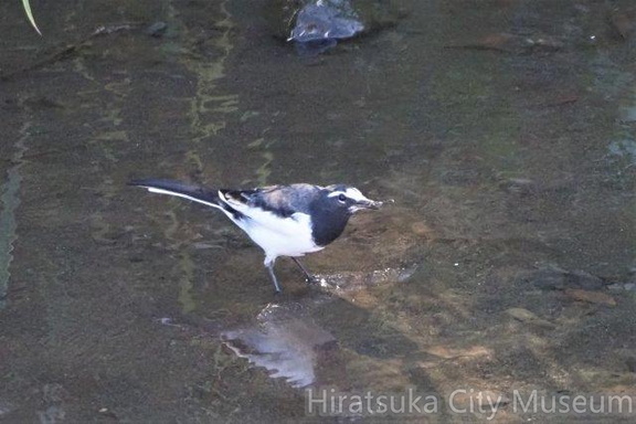 セグロセキレイ♀2021.09.20平塚（撮影　鈴木真由美）