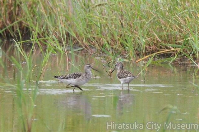 タカブシギ2021.09.14平塚（撮影　鈴木真由美）.jpg