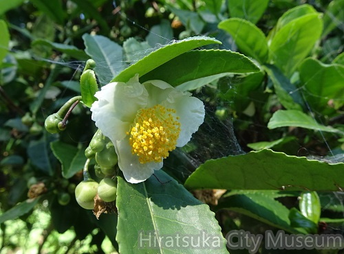 チャノキの花2021.10.14平塚（撮影　松本富美江）.jpg